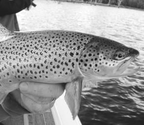 Persistent anglers who brave the cold are having some success catching brown trout in Lake Eildon, but the Eildon Pondage is probably a better bet at the moment.